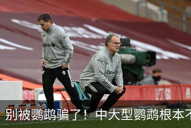 别被鹦鹉骗了！中大型鹦鹉根本不是宠物，是会飞的野生猛禽！